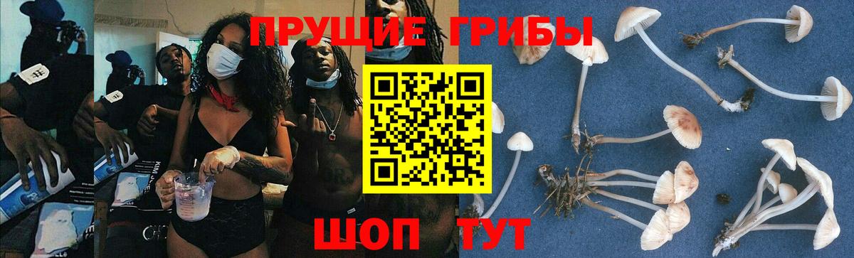 Псилоцибиновые грибы GOLDEN TEACHER Узловая